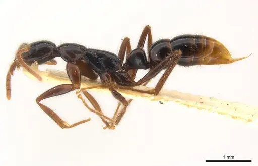 Leptogenys iheringi specimen