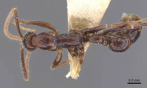 Leptogenys iheringi - CASENT0907398