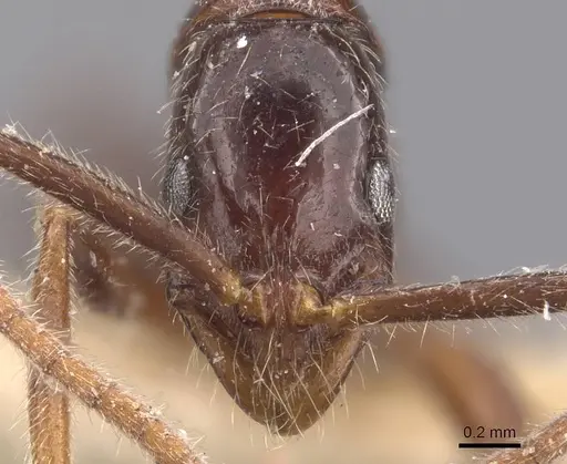 Leptogenys iheringi - CASENT0907398