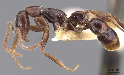 Leptogenys iheringi - CASENT0907398