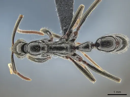 Leptogenys iheringi - DZUP549115