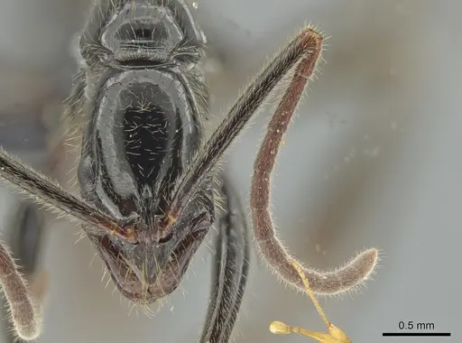 Leptogenys iheringi - DZUP549115