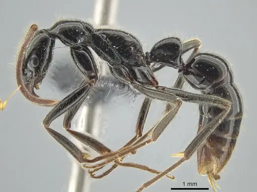 Leptogenys iheringi - DZUP549115