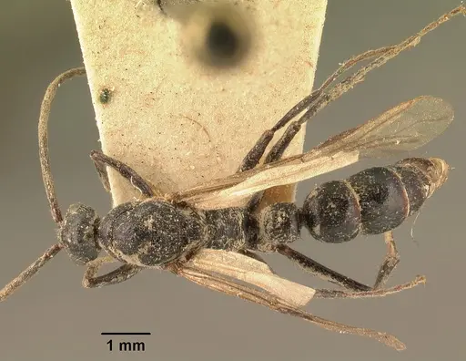 Leptogenys imerinensis specimen