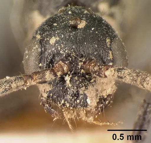 Leptogenys imerinensis specimen