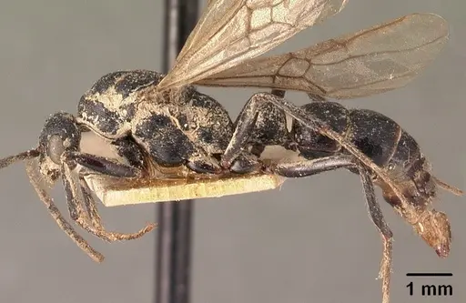 Leptogenys imerinensis specimen