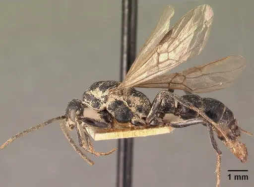 Leptogenys imerinensis - CASENT0101656