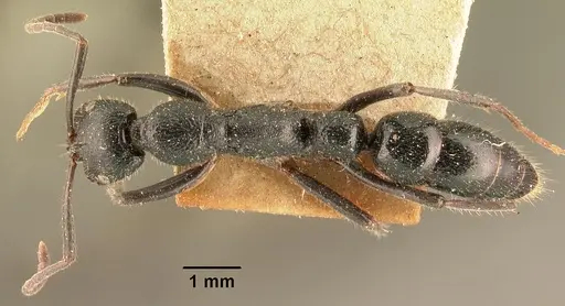 Leptogenys imerinensis - CASENT0101723