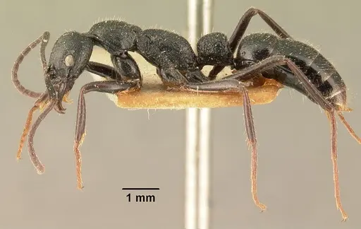 Leptogenys imerinensis - CASENT0101723