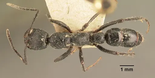 Leptogenys imerinensis - CASENT0101795