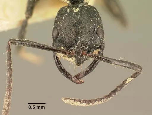 Leptogenys imerinensis - CASENT0101795