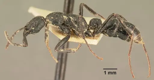 Leptogenys imerinensis - CASENT0101795