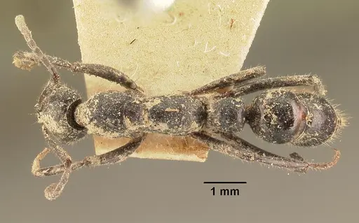 Leptogenys imerinensis - CASENT0101825