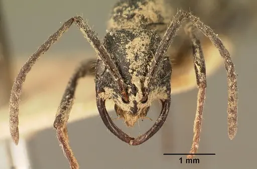 Leptogenys imerinensis - CASENT0101825