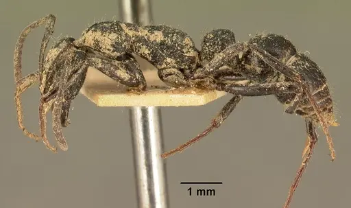 Leptogenys imerinensis - CASENT0101825