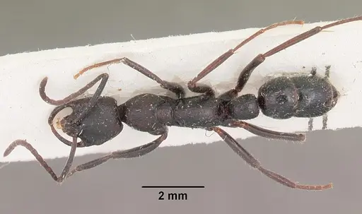 Leptogenys imerinensis - CASENT0102414