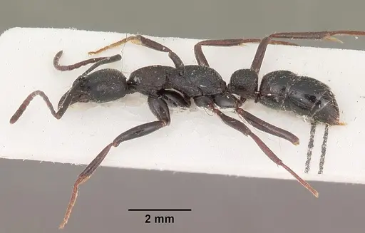 Leptogenys imerinensis - CASENT0102414