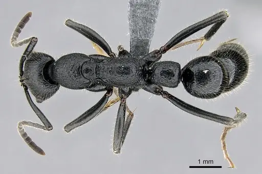 Leptogenys imerinensis - CASENT0274176