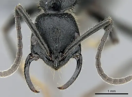 Leptogenys imerinensis - CASENT0274176