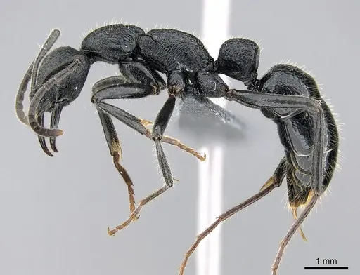 Leptogenys imerinensis - CASENT0274176