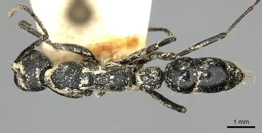 Leptogenys imerinensis - CASENT0280600