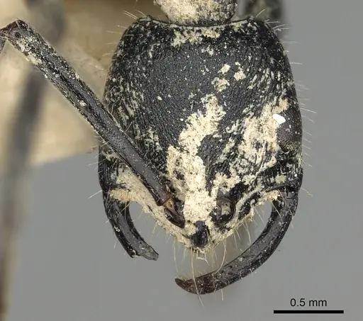 Leptogenys imerinensis - CASENT0280600