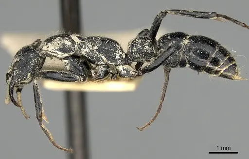 Leptogenys imerinensis - CASENT0280600