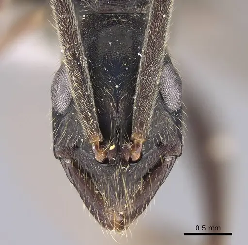 Leptogenys imperatrix specimen