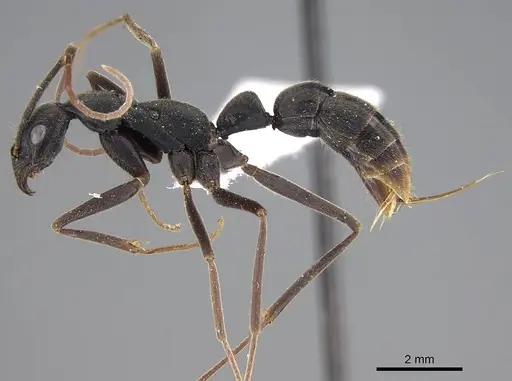 Leptogenys imperatrix specimen