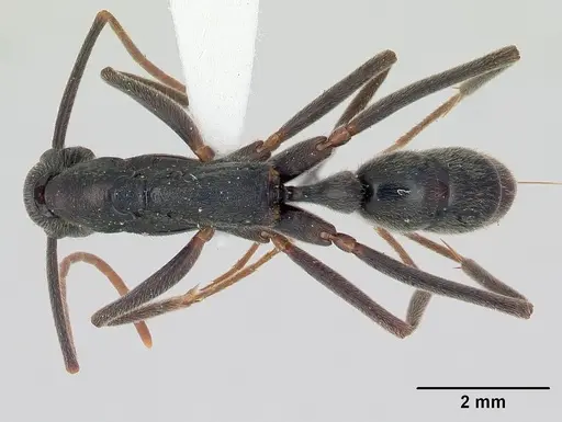 Leptogenys imperatrix - INBIOCRI001283938