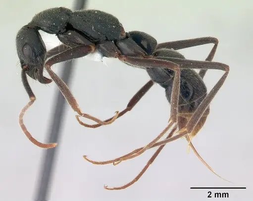 Leptogenys imperatrix - INBIOCRI001283938