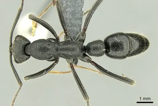 Leptogenys incisa specimen