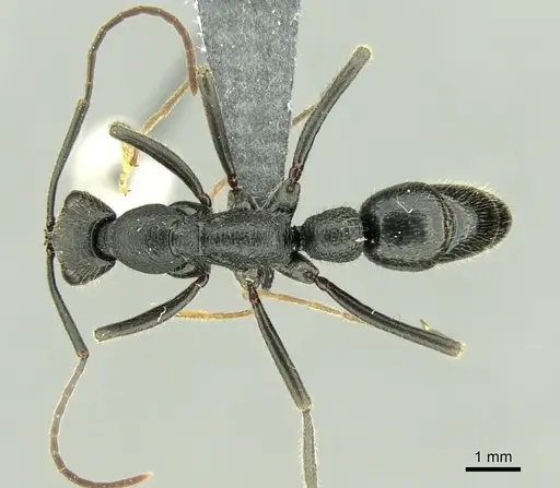 Leptogenys incisa specimen