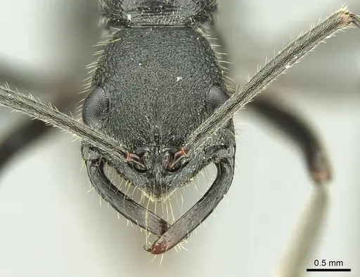 Leptogenys incisa specimen