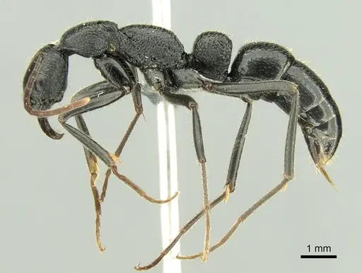 Leptogenys incisa - CASENT0298318