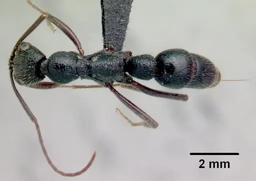 Leptogenys incisa - CASENT0463438