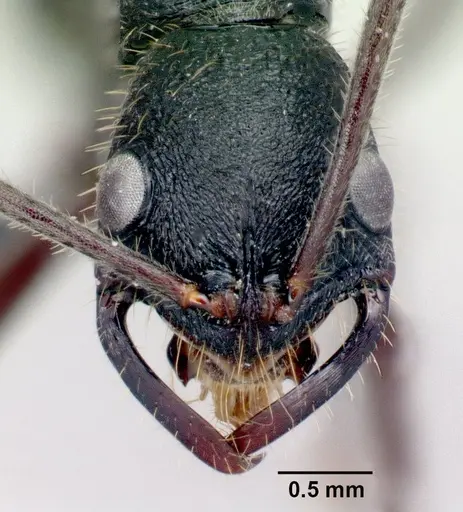 Leptogenys incisa - CASENT0463438