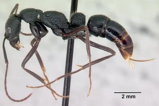 Leptogenys incisa - CASENT0463438