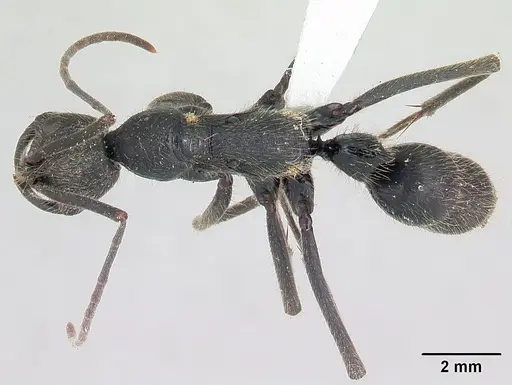 Leptogenys ingens specimen
