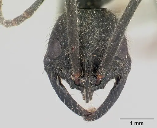 Leptogenys ingens specimen