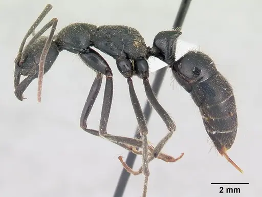 Leptogenys ingens specimen