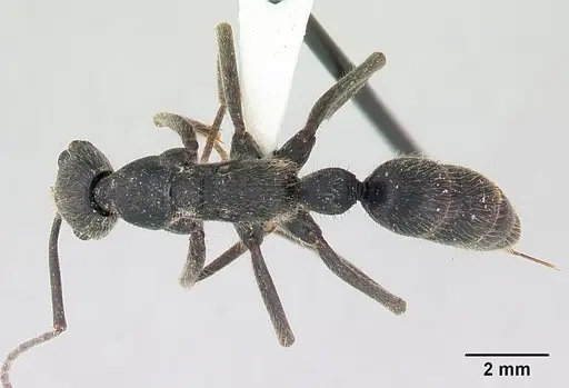 Leptogenys ingens - CASENT0178782