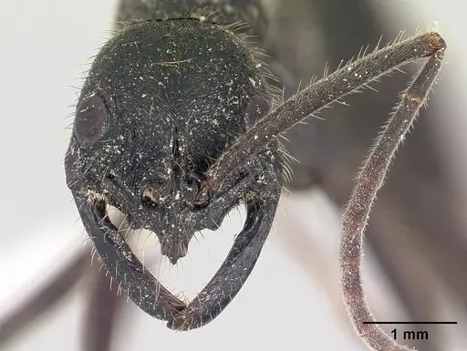 Leptogenys ingens - CASENT0178782