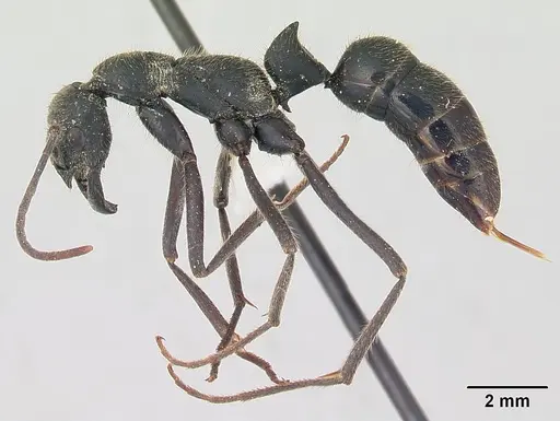 Leptogenys ingens - CASENT0178782