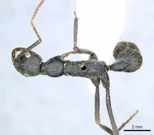 Leptogenys ingens - CASENT0915878