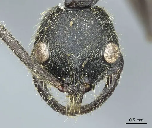 Leptogenys ingens - CASENT0915878