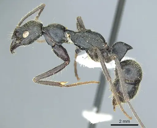 Leptogenys ingens - CASENT0915878