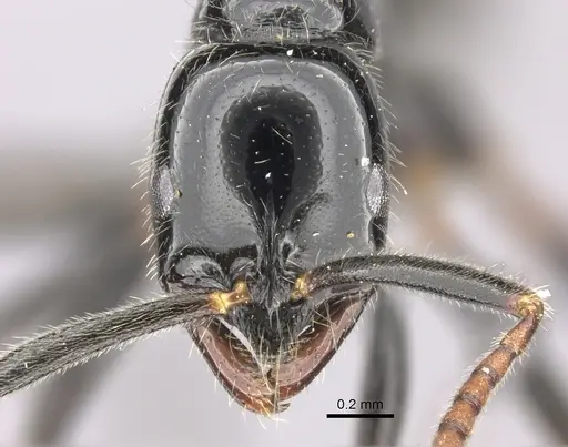 Leptogenys intermedia specimen