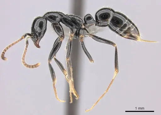 Leptogenys intermedia specimen