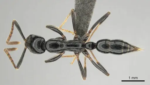 Leptogenys intermedia - CASENT0251923